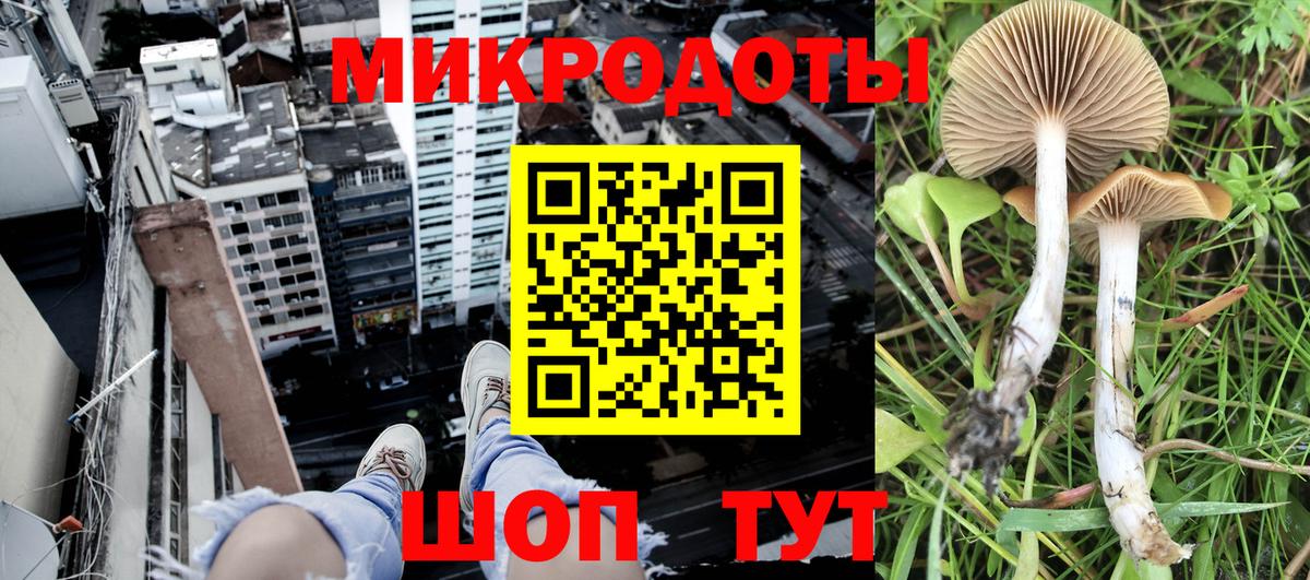где найти   Галлюциногенные грибы Psilocybine cubensis  Вход с VPN  Лобня 